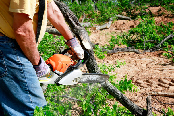 Best Storm Damage Tree Cleanup  in East Franklin, NJ